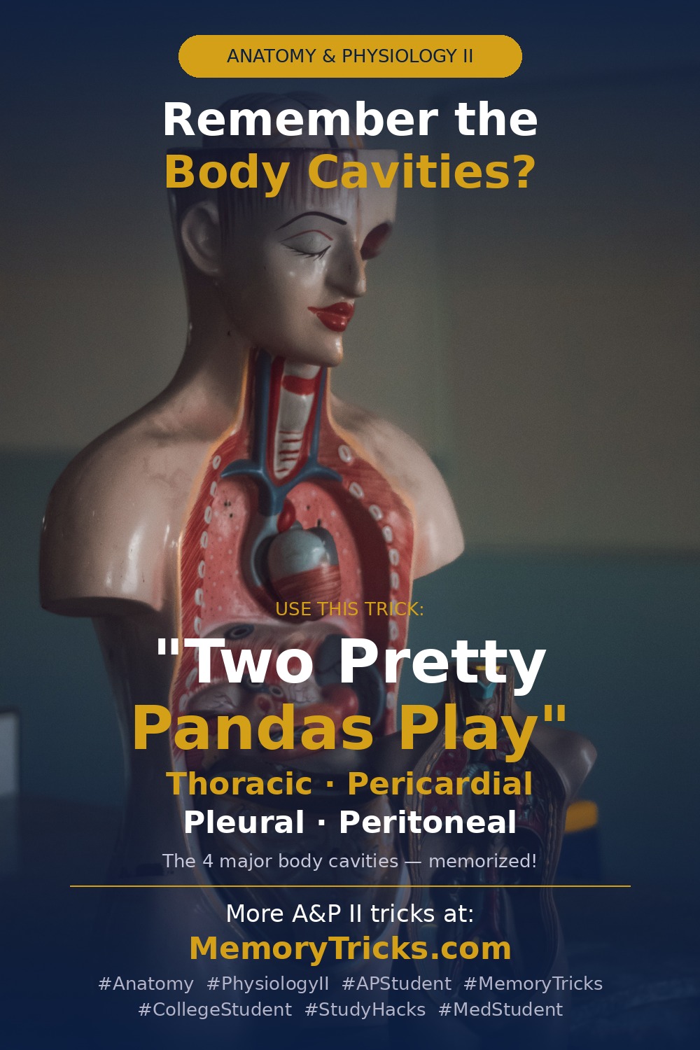 Anatomy and Physiology II memory trick